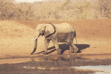Don't make Elephants angry - my elephant experience in Botswana