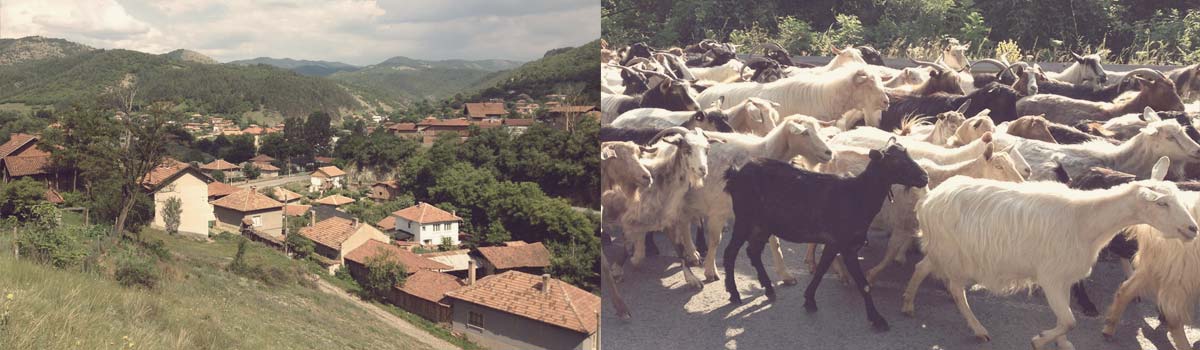 Our morning traffic was a herd of goats - Rural Petrich in Bulgaria