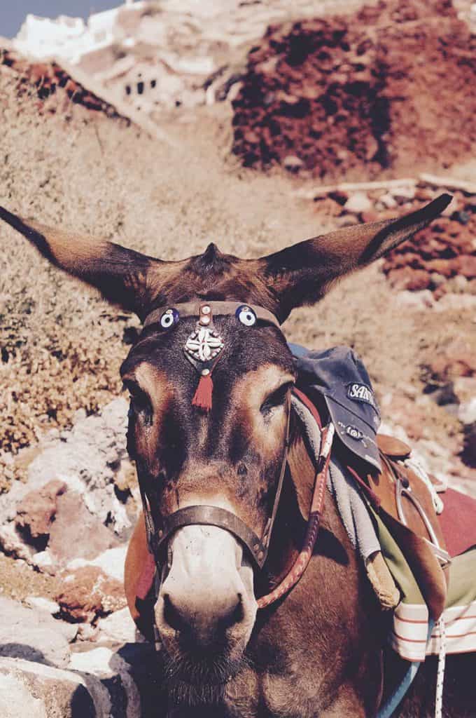 The famous donkey in Santorini