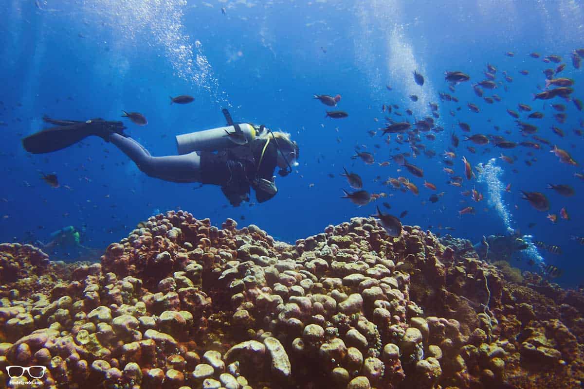 Discovering fishes, turtles and corals in Gili Trawangan with Dili Divers