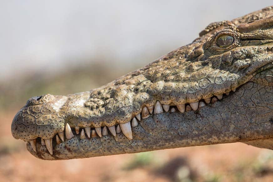 An Aligator in South Africa