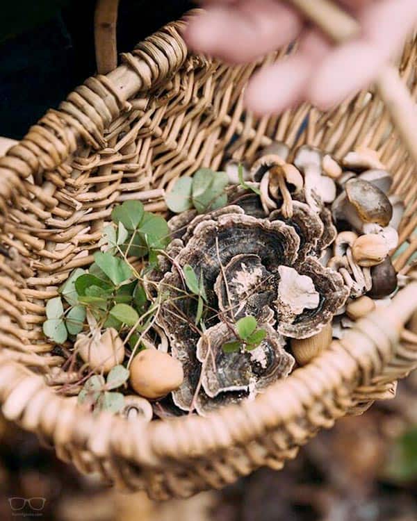 Foraging and Feast in London
