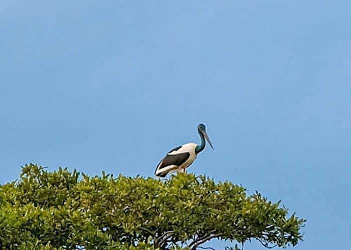 Zoomed In: 1 out 3 Black Neked Storks spotted at Black Neked Stork Flying over the Kumana National Park
