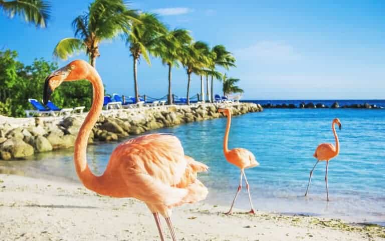 Best Hostels in Aruba - Beautiful White Sand Beaches, Flamingo Island & Submarine Tours