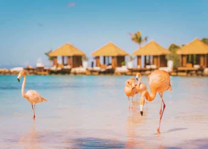 Flamingo Island at Aruba