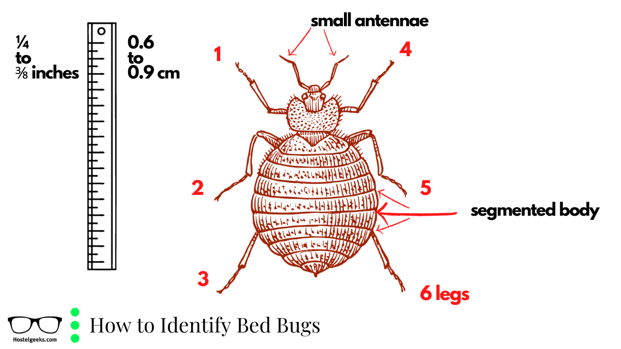 What are bed bugs and what do they look like?